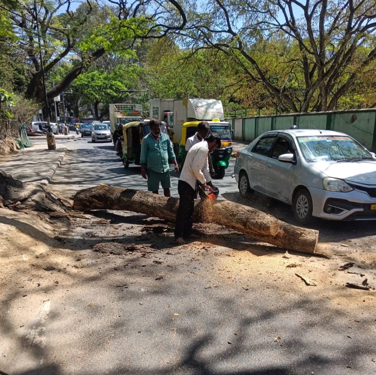 Removal Drive of Dry and Dangerous Trees Across Corporation Limits: Rajendra Cholan